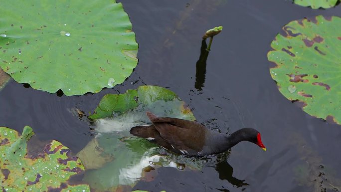 一只黑水鸡在荷塘中游来游去