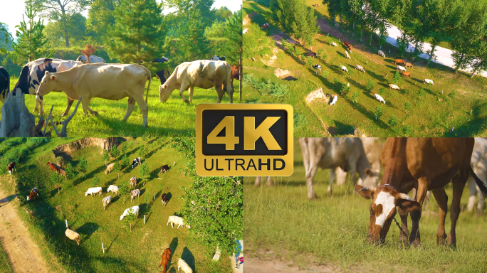 【4K】牛群吃草
