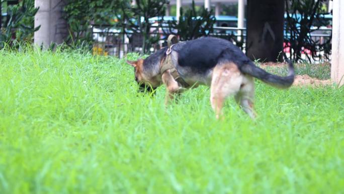 黑背牧羊犬德牧