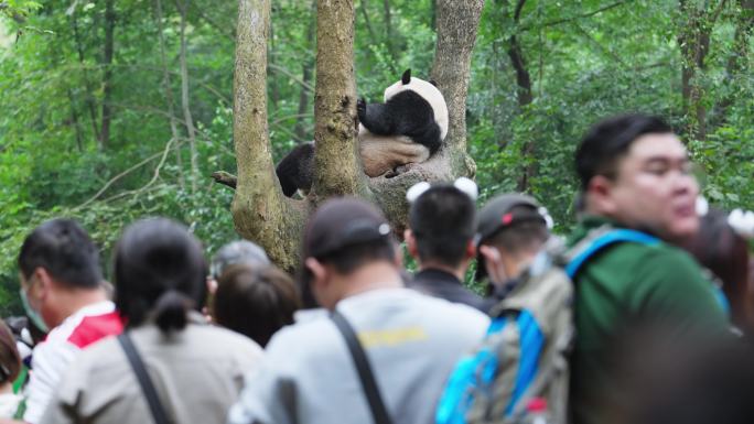 成都大熊猫基地游客拿手机拍摄树上的大熊猫