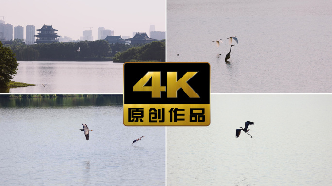 广州海珠湖湿地公园水鸟灰鹭白鹭