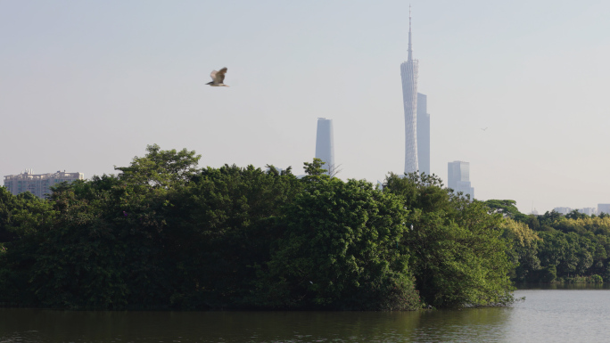 广州海珠湖湿地公园水鸟灰鹭白鹭