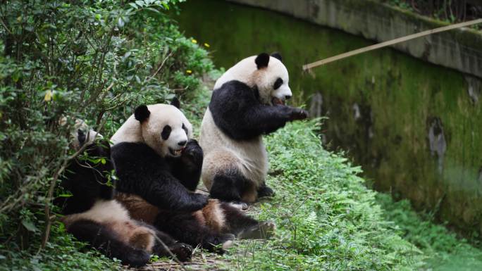 成都可爱国宝大熊猫站起来拿食物
