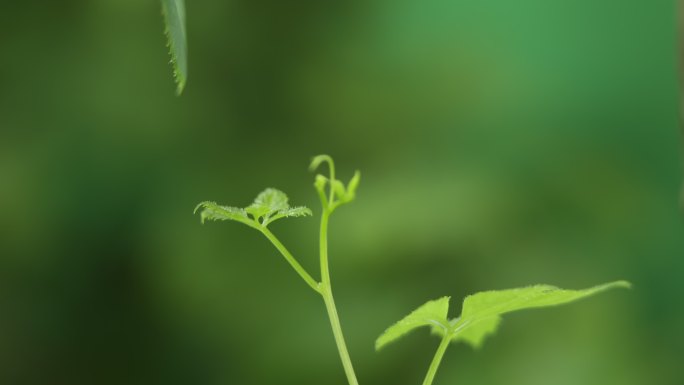 植物生长春天万物生长万物复苏生长延时藤曼