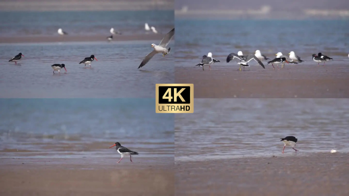 野生鸟类视频素材