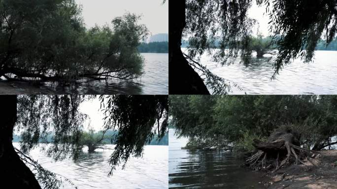 孤独神秘 河边孤树 垂柳柳树 河中树视频