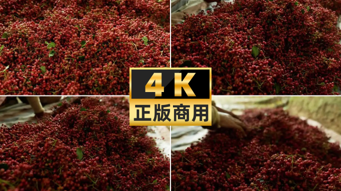 4k新鲜大红袍花椒采摘