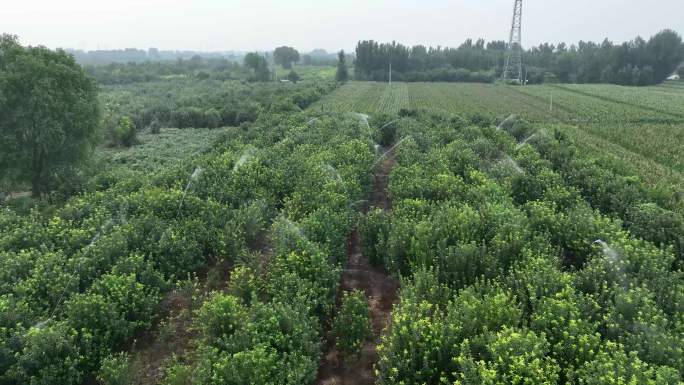 苹果园灌溉 现在灌溉农业