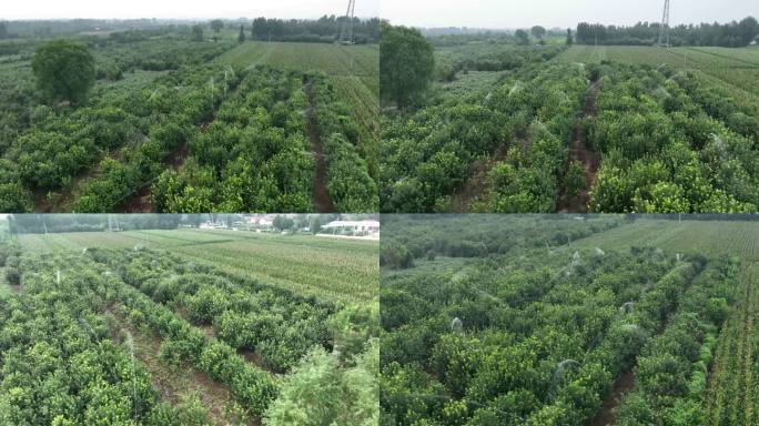 苹果园灌溉 现在灌溉农业