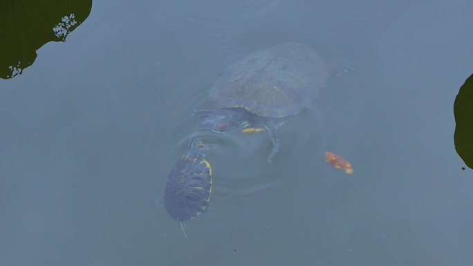 两只乌龟在水中嬉戏