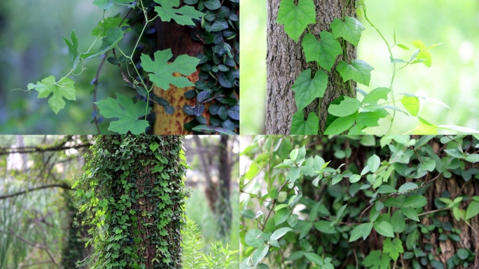 绿色藤蔓植物 藤缠树 爬藤植物 野外绿植