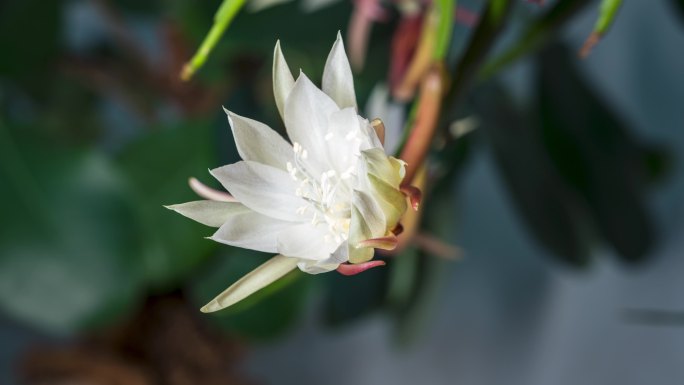 昙花盛开延时