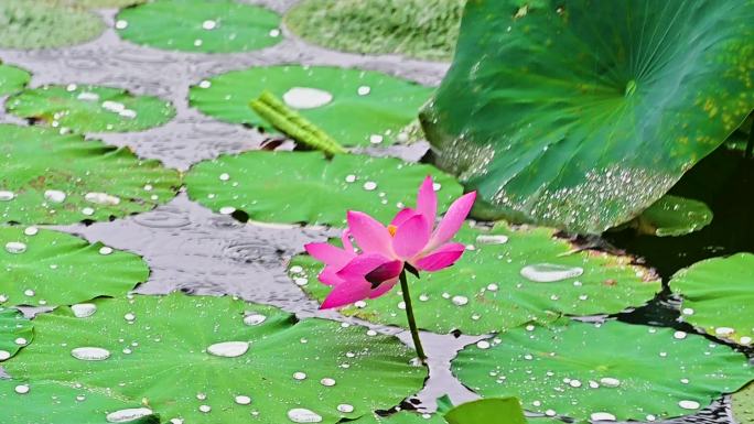 夏天雨季小雨中的荷塘里的荷花荷叶蓝鹏睡莲