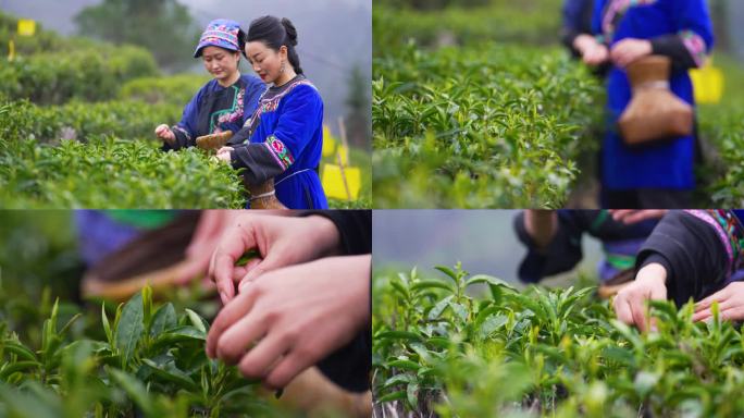 4K高山茶园少数民族服饰采茶空镜1