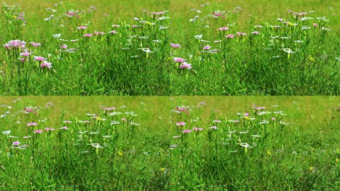 春天郊野草地的小野花