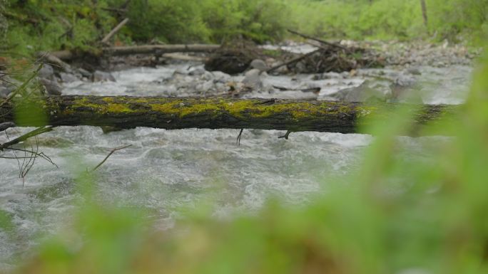 河流水大自然雨林水滴水树林雨滴四姑娘山