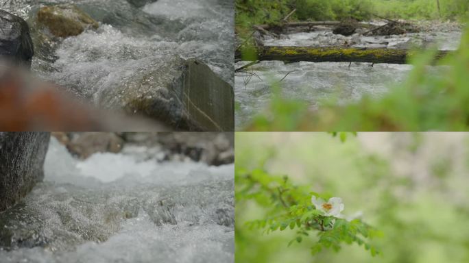 河流水大自然雨林水滴水树林雨滴四姑娘山