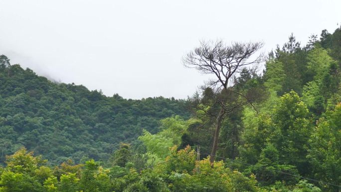 农村生活山林