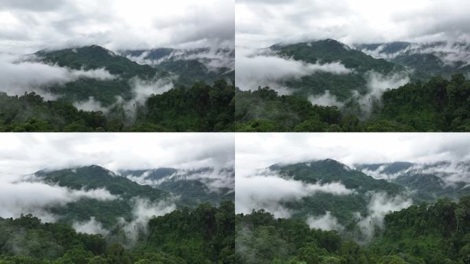 云南盈江县犀鸟谷中的热带雨林美如画