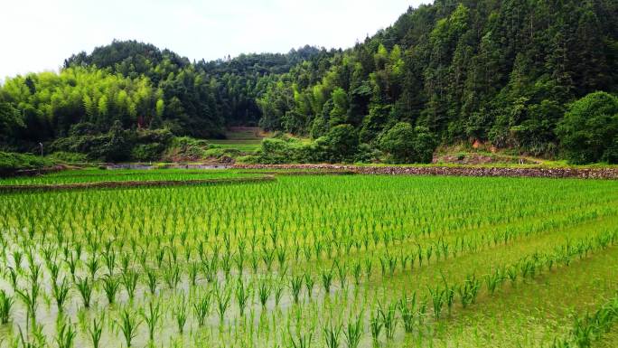 航拍大山稻田水稻