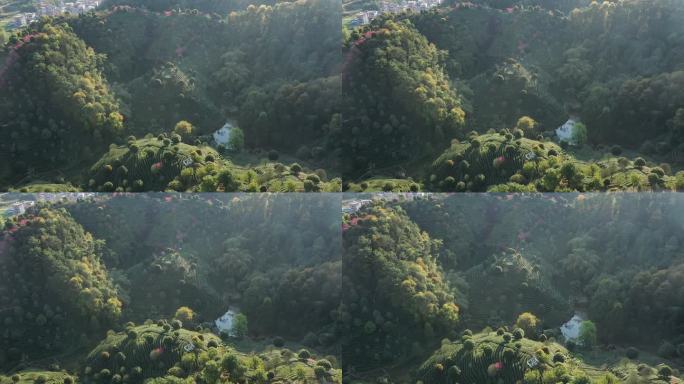 茶园春色，桃红茶绿－DJI_0946