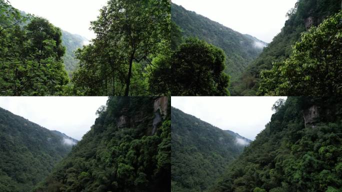 贵州赤水燕子岩