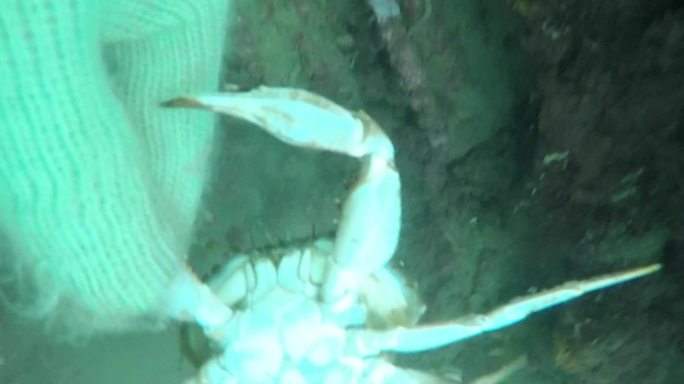 水下捕捞野生海参螃蟹海星海螺