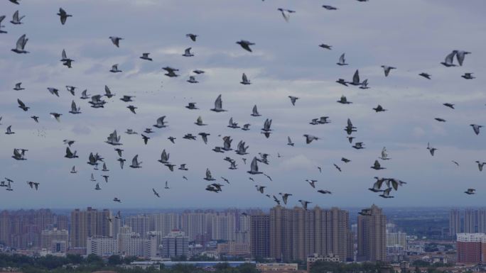 城市上空鸽子从镜前飞过