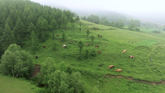 高山  养牛 养殖业 高山林场