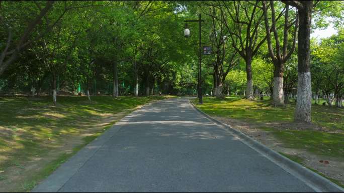 公园林荫小路绿色道路