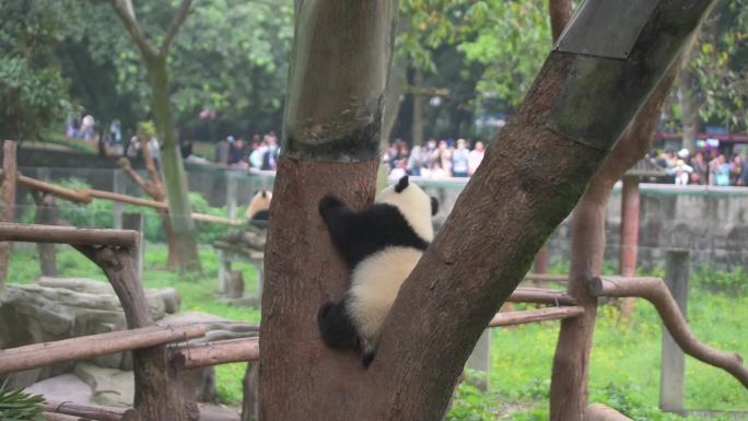 熊猫宝宝渝可渝爱 4K熊猫视频