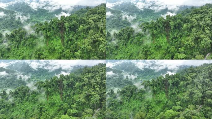 植被丰富的云南德宏州热带雨林