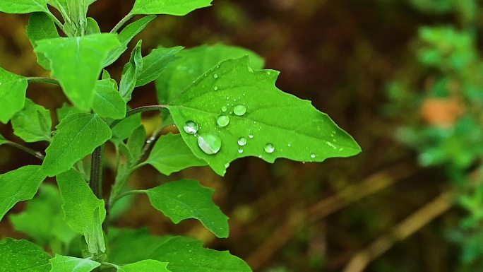 夏天的雨水落在叶子上的水滴