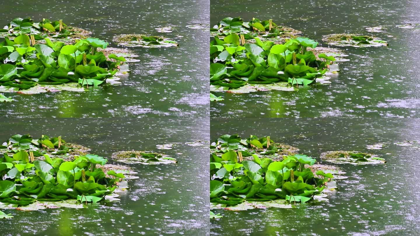 夏天雨季小雨中的荷塘里的荷花荷叶蓝鹏睡莲