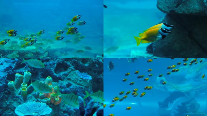 鱼 水族馆 景观鱼 热带鱼 海底世界