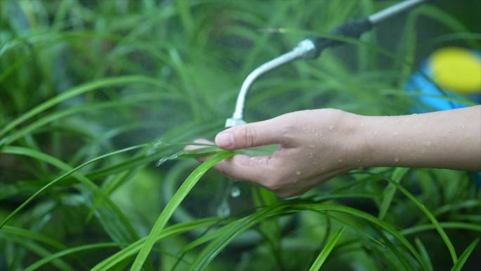 兰花种植养护