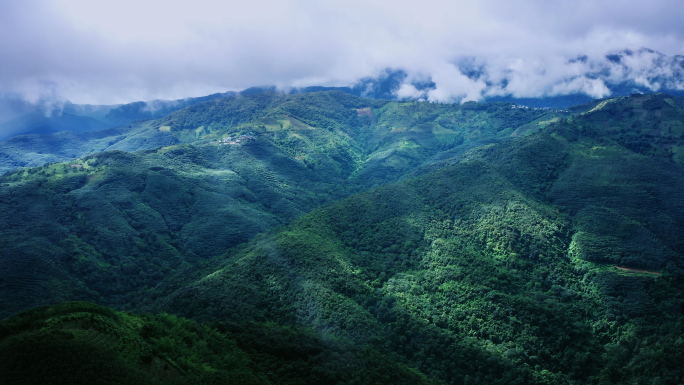 【原创】易武热带雨林古树茶航拍