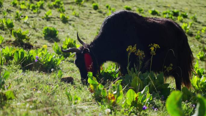 羌塘草原上牦牛吃草生态牧场