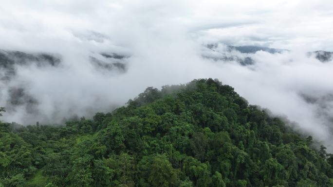 云雾缭绕中的云南盈江县热带雨林风景