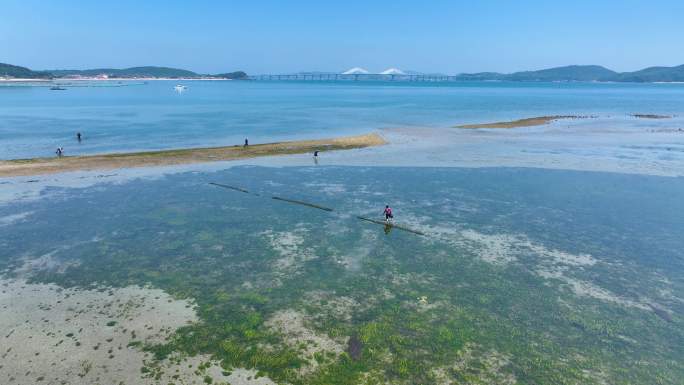 大海退潮赶海的人在海滩上忙碌