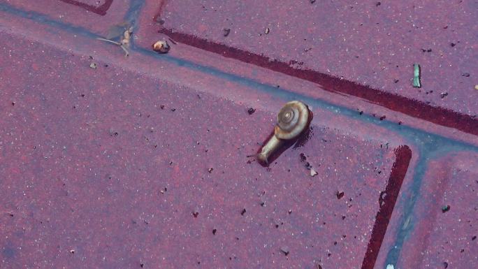 雨后地上爬行的一只小蜗牛