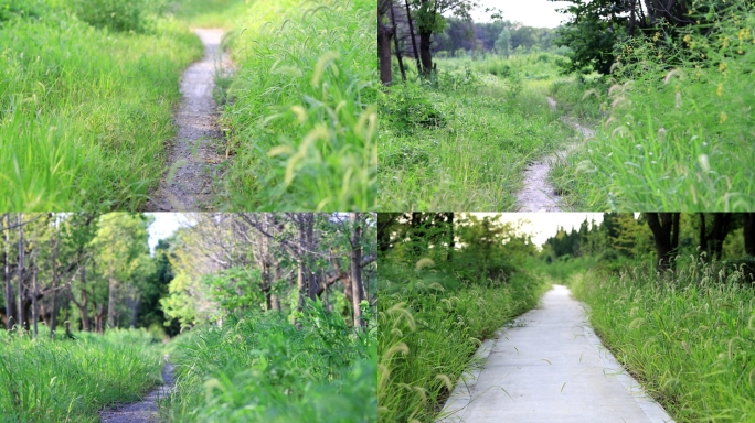 乡间小路  树林草地小径 乡野小道 土路