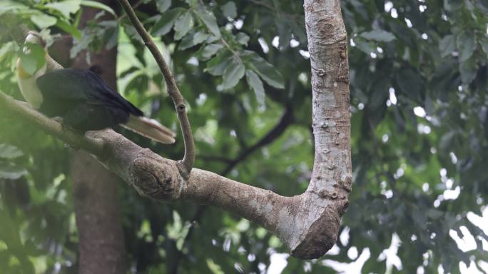 犀鸟衔着食物在树上跳跃
