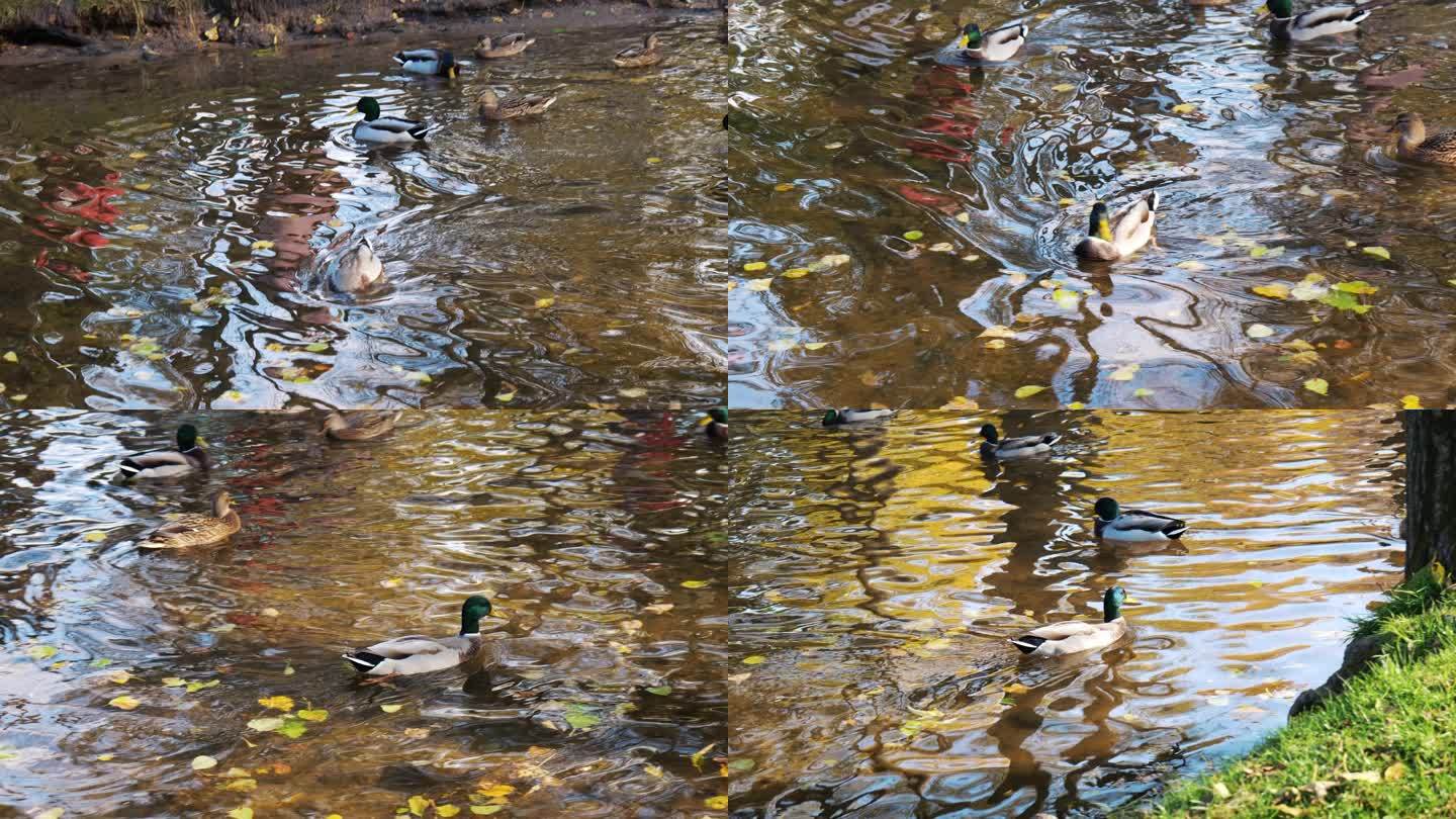 野鸭在公园的湖上游泳