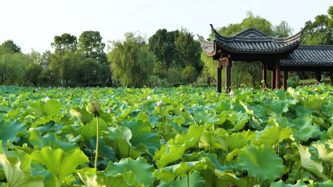 荷塘灵湖