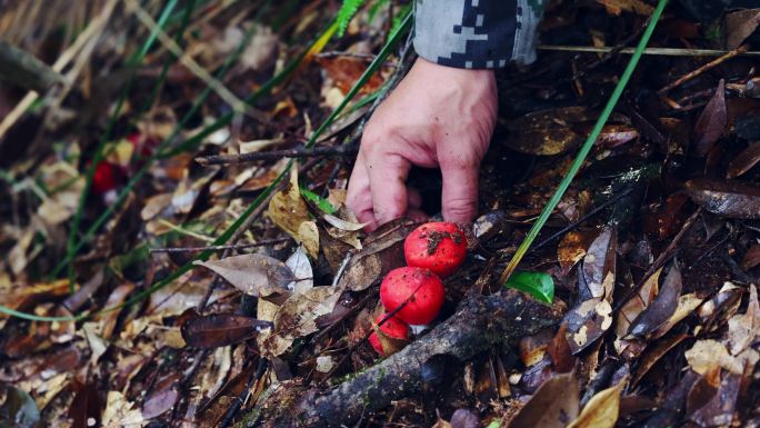 原始森林采蘑菇红菇实拍原始素材
