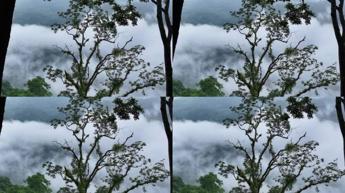 长满蕨类的一棵大树挺立在热带雨林的云雾中