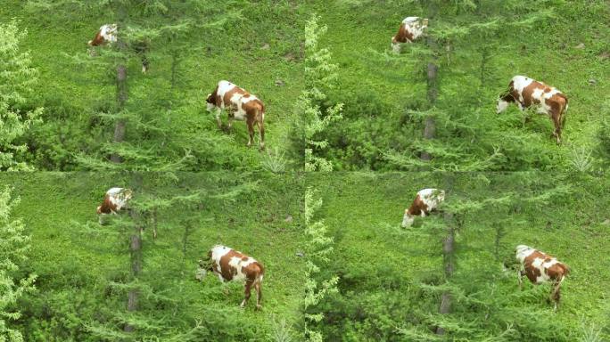 高山  养牛 养殖业 高山林场