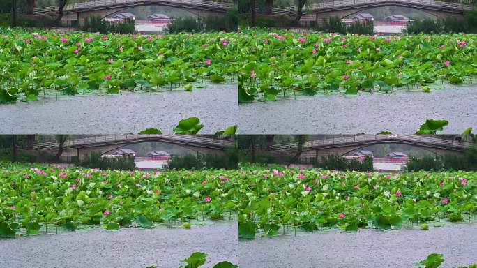夏天雨季小雨中的荷塘里的荷花荷叶蓝鹏睡莲