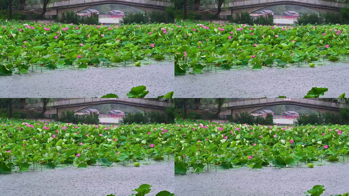 夏天雨季小雨中的荷塘里的荷花荷叶蓝鹏睡莲